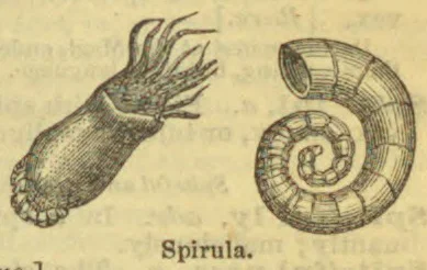 The illustration shows a Spirula with its tentacles beside its coiled, chambered shell.