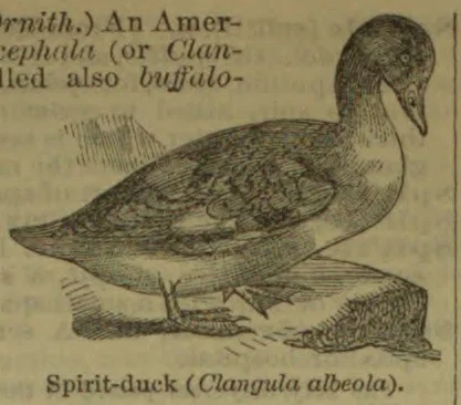 An illustrated duck stands on a rock.
