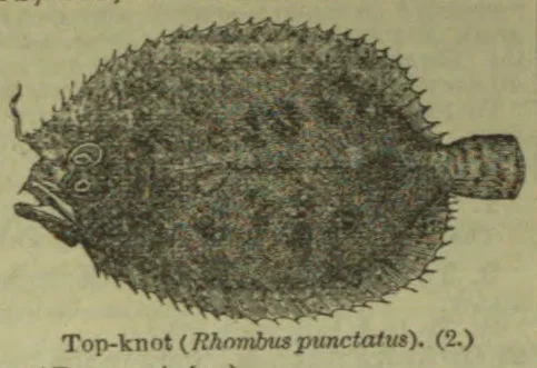 An engraved illustration of a top-knot fish viewed from above.