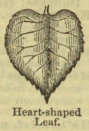 A botanical drawing of a heart-shaped leaf with prominent veins.