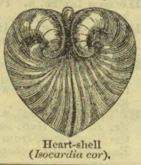 A heart-shaped shell with two coiled, ridged halves is shown.