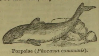 An illustration of a porpoise swimming beside rocks.