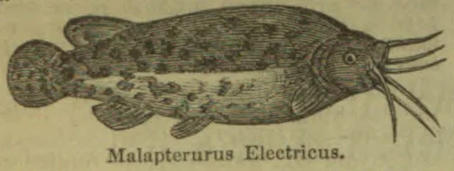 An illustration of an electric catfish with barbels extending from its mouth.