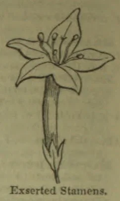 A botanical drawing of a flower with prominent stamens extending from its center.