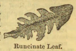 An elongated leaf with deeply cut, backward-pointing lobes along its edges.
