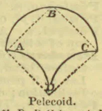 A curved, four-sided figure with dashed lines connecting its labeled points A, B, C, and D.