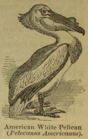 An engraving of an American white pelican standing in profile.