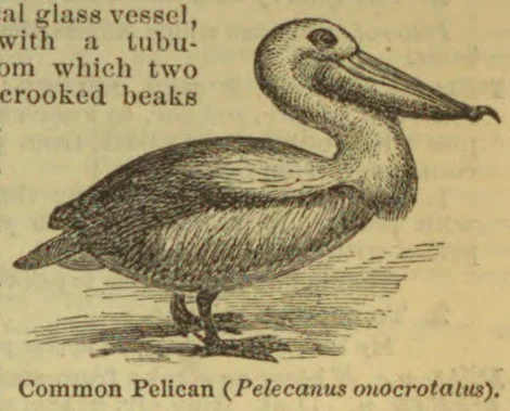 An engraved illustration of a standing pelican with a long bill and large throat pouch.