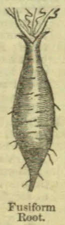 A tapered, spindle-shaped root with small rootlets and stems at the top and bottom.
