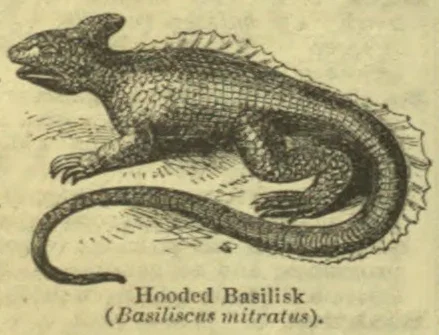An illustrated hooded basilisk with a long tail and a ridged crest along its back.