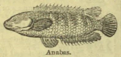 An illustration of a fish with prominent scales and spiny fins.