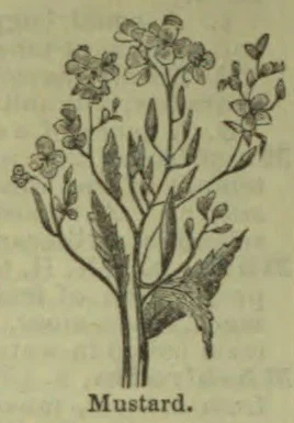 A botanical illustration of a mustard plant with flowering stems, leaves, and seed pods.