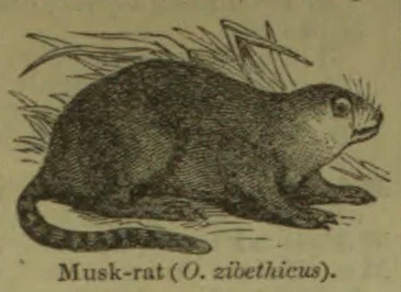 A musk-rat crouches on the ground amid reeds and vegetation.