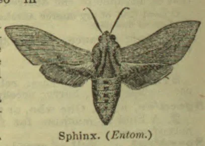 A sphinx moth with its wings spread and abdomen pointing downward.