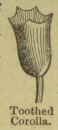 A drawing of a tubular flower corolla with toothed edges.