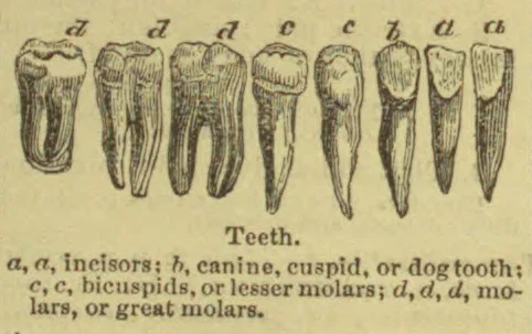 The illustration shows teeth of different types, from molars to incisors.