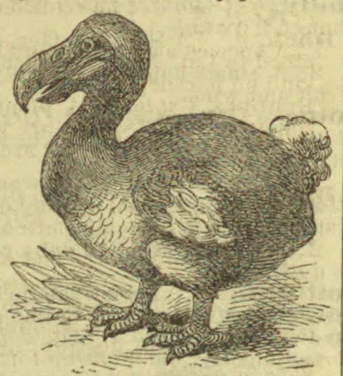 An illustration of a dodo standing on the ground.