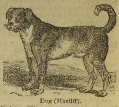 An engraved illustration of a mastiff standing in profile.