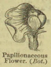 A botanical illustration of a papilionaceous flower.