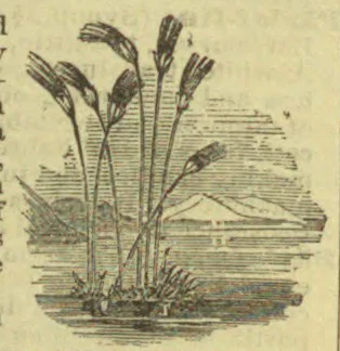 An engraved botanical illustration of a clump of tall, slender plants with narrow leaves and curved flower heads.