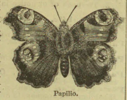 An engraved butterfly shown with its wings spread.
