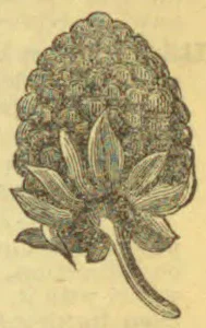 A botanical illustration of an artichoke with a large scaly flower head, surrounding leaves, and a curved stem.