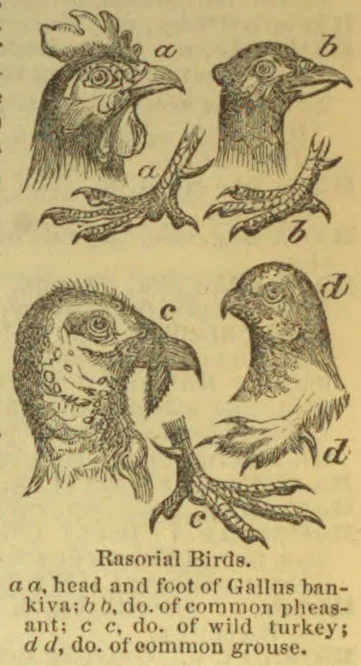 The illustration shows the heads and feet of four rasorial birds: a Gallus bankiva, a common pheasant, a wild turkey, and a common grouse.