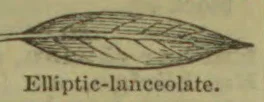 A long, narrow leaf with pointed ends and an elliptical outline.