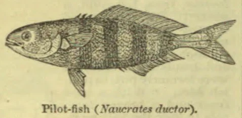 An engraved illustration of a pilot fish.