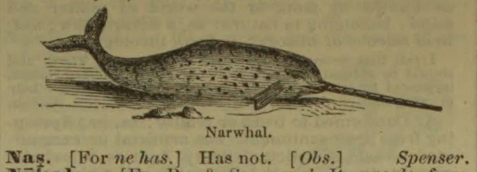 An engraved narwhal swims with its long tusk extending to the right.