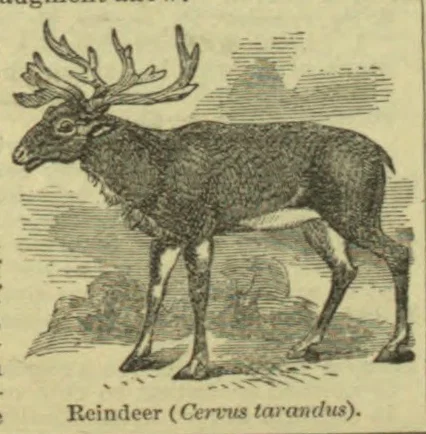 An engraving of a reindeer with large branching antlers standing in profile.