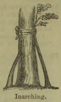 An illustration of two plant stems joined together and tied near the top, with their roots growing into the ground.