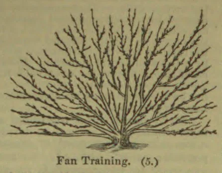A tree trained with its branches radiating outward in a fan shape from a central trunk.