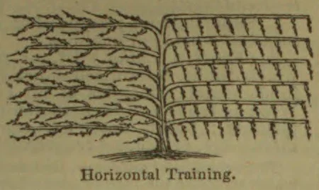 A tree is shown trained with its branches growing horizontally along a supporting framework.