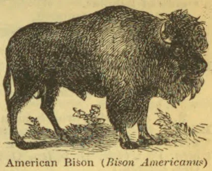 An American bison stands in grass.