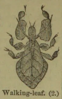 An illustration of a walking-leaf insect viewed from above, with its legs and leaf-like body spread out.