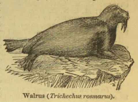An engraved walrus rests on a rocky shore.