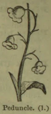 A botanical illustration of a flowering plant stem with several blossoms and leaves.
