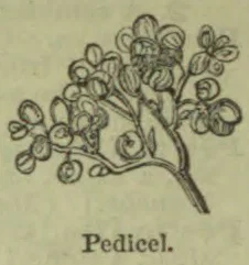 A botanical drawing shows a flowering branch with clustered blossoms and buds.
