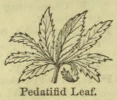 A botanical illustration of a deeply divided, lobed leaf.