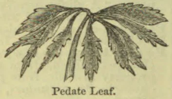A botanical illustration of a deeply divided pedate leaf.