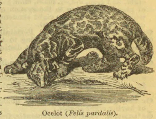 An ocelot crouches over the ground.