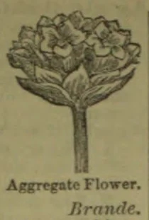 A botanical drawing of an aggregate flower on a stem.