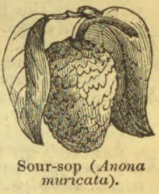 An illustration of a sour-sop fruit, shown cut open with its textured flesh and seeds.