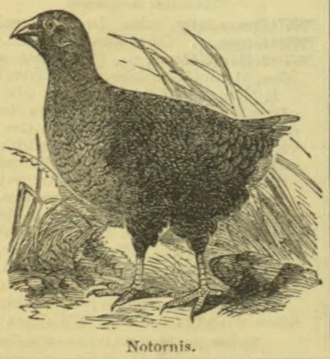 An illustration of a large bird standing among grass and foliage.