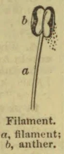 A filament with a looped anther at its top is shown.