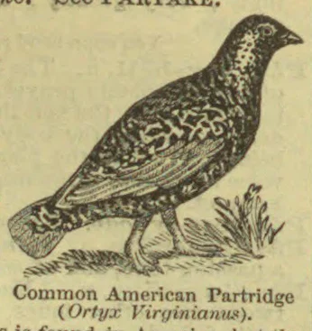 An engraving of a partridge standing among grasses.