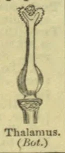 A botanical diagram of a flower structure, showing a long central stalk with a swollen base above a receptacle.