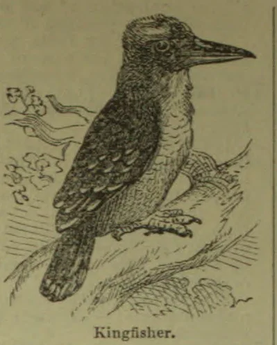 A kingfisher perches on a branch amid foliage.