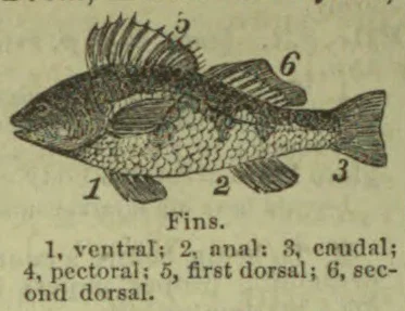 A fish diagram with numbered fins.